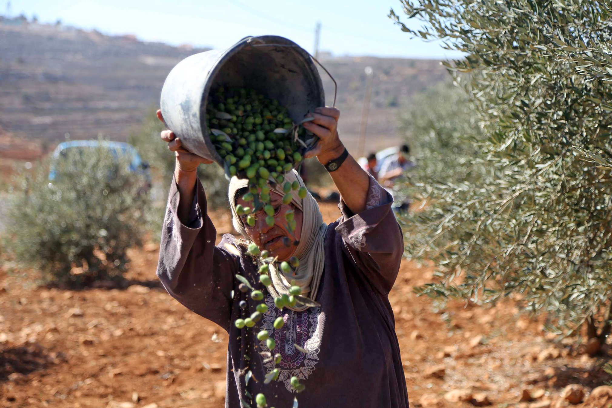 امرءة فلسطينية تقطف الزيتون
