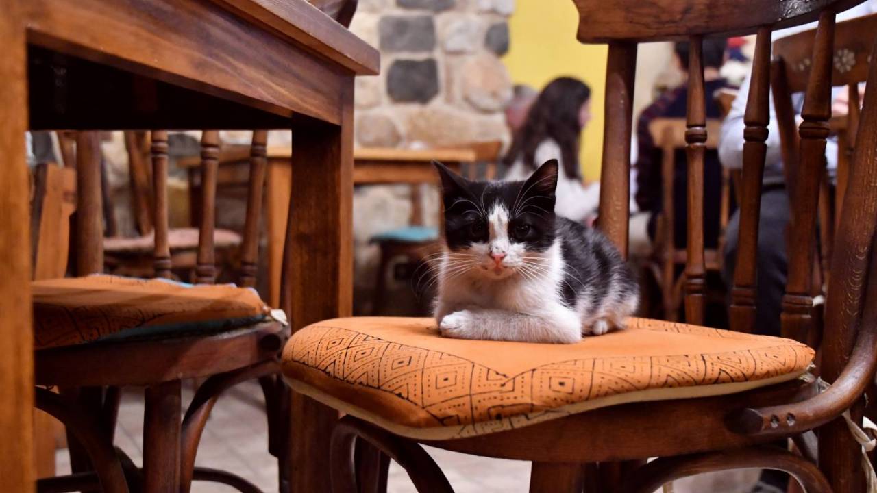 القط المدلل في مقهى زرياب